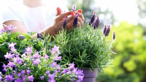 Ti amo: come dirlo con un fiore, anzi con una pianta a San Valentino