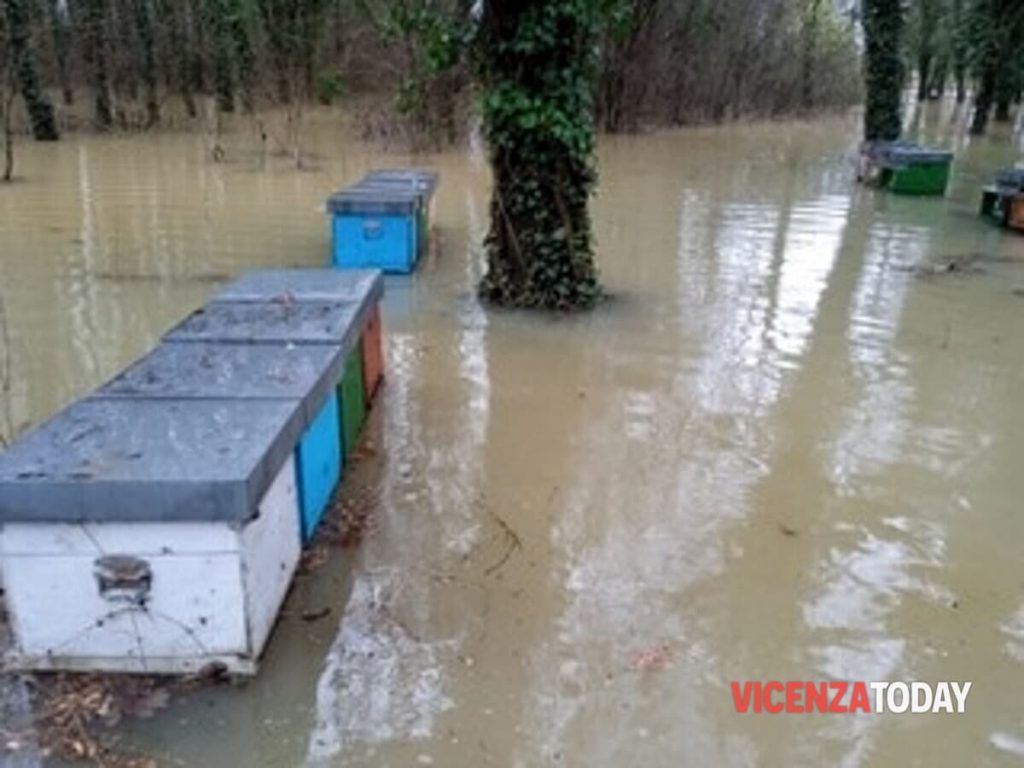 Il maltempo colpisce anche le api vicentine, moltissime le arnie sott’acqua