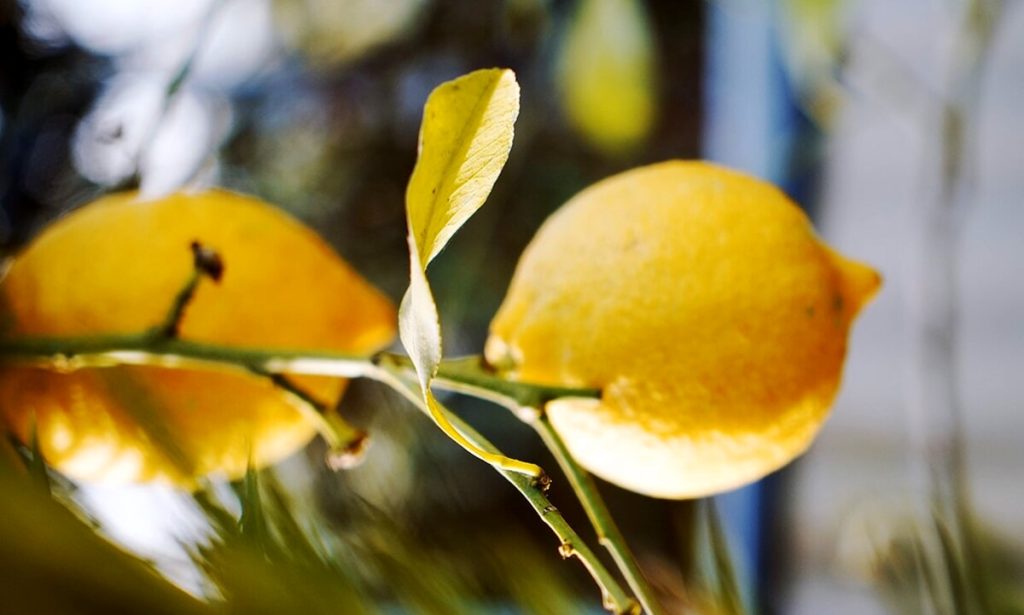 Agrumi in festa, saranno presenti 50 varietà e un esperto