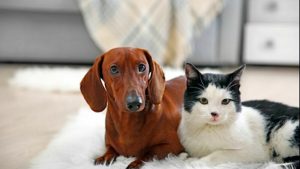 Animali domestici: le regole da rispettare per chi vive in condominio