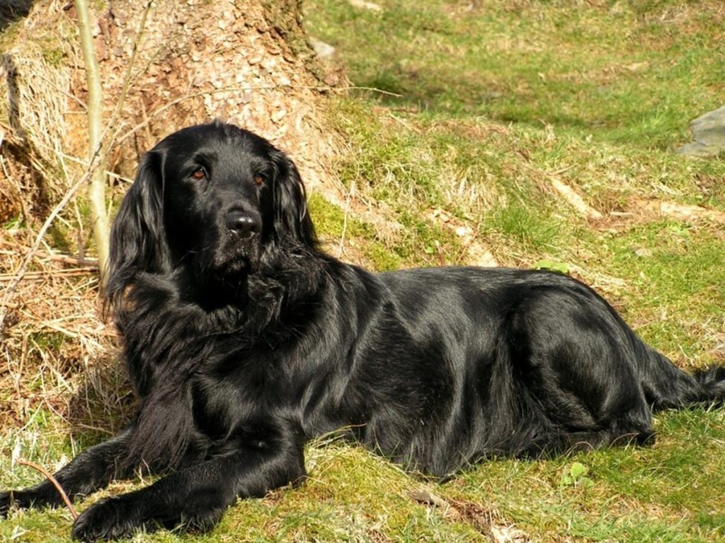 Flat-Coated Retriever: carattere, temperamento e origine della razza