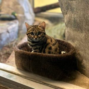 Gaia, l’adorabile gatta dai piedi neri che potrebbe salvare la razza dall’estinzione