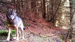 Oltre il 20% del Veneto è abitato da 15 branchi di lupi, Arav: "Minaccia per l'uomo e per gli allevamenti"