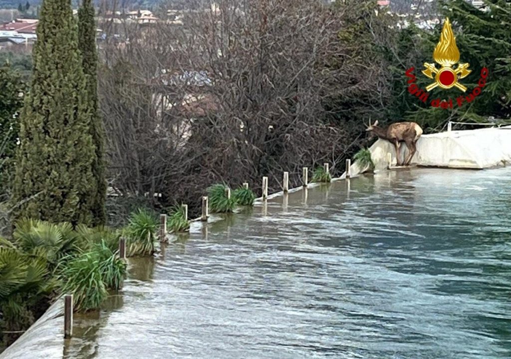 Cervo precipita dalla centrale elettrica e muore