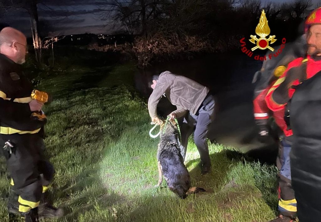 Cane pastore attraversa il Bacchiglione e rimane bloccata, portata in salvo dai vigili del fuoco (VIDEO)