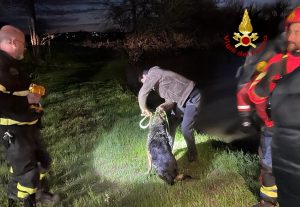 Cane pastore attraversa il Bacchiglione e rimane bloccata, portata in salvo dai vigili del fuoco (VIDEO)