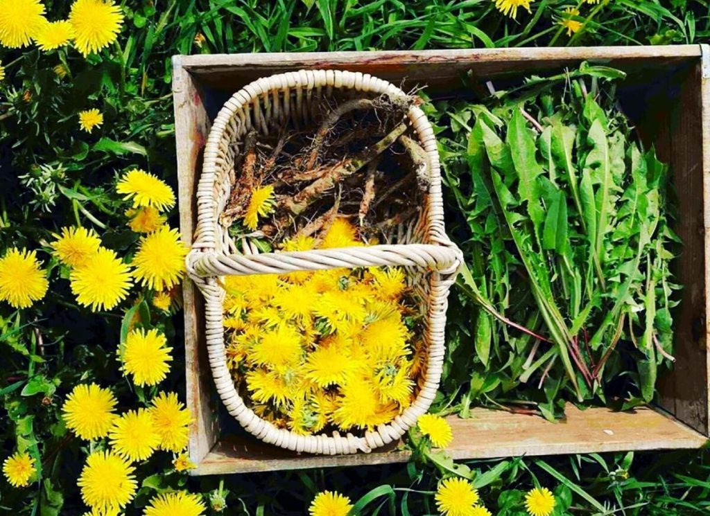 Tarassaco l'erba spontanea che fa un gran bene: proprietà e ricette