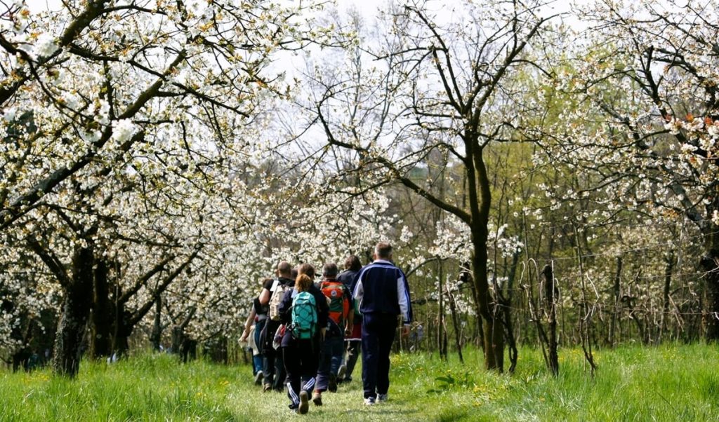 Lo spettacolo dei ciliegi in fiore: Cammino di Ronda Marostica
