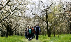 Lo spettacolo dei ciliegi in fiore: Cammino di Ronda Marostica