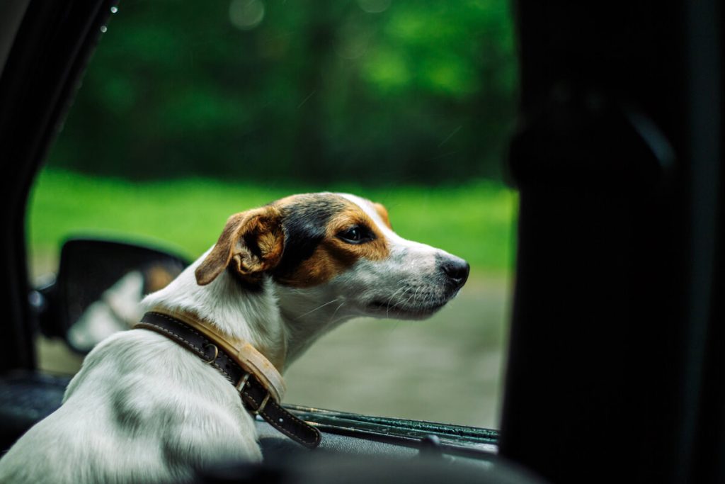 Viaggiare con un cane: tutti i consigli e i suggerimenti per partire con serenità