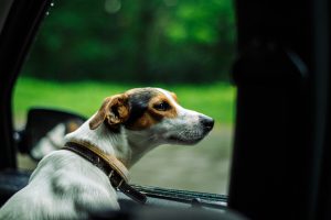 Viaggiare con un cane: tutti i consigli e i suggerimenti per partire con serenità