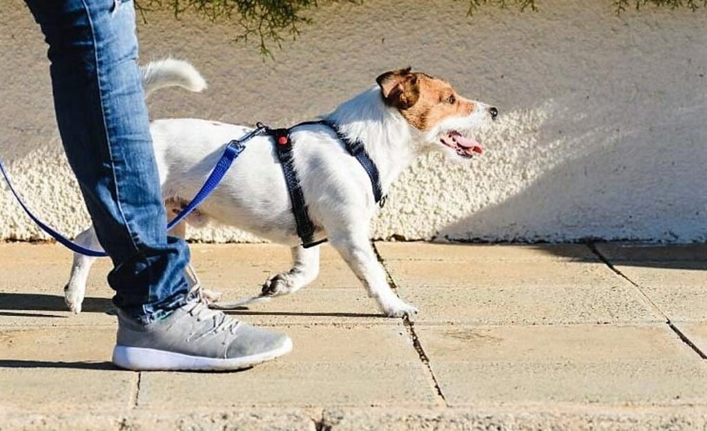 Meglio il collare o la pettorina per il cane?