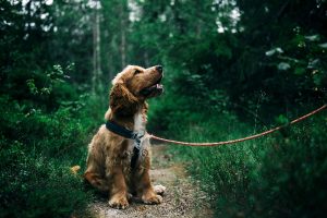 Furto di animali: cosa prevede la legge