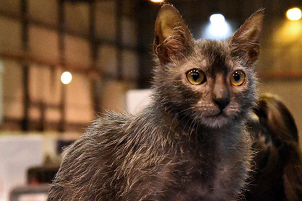 Gatto Lykoi: tutto su questo mini “lupo mannaro”