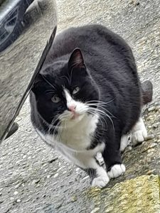 Branco di cani lasciati liberi fa strage nelle colonie feline, nei guai i proprietari