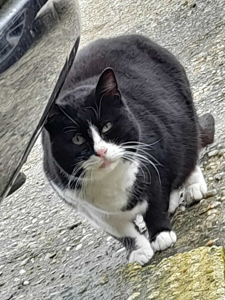 Branco di cani lasciati liberi fa strage nelle colonie feline, nei guai i proprietari