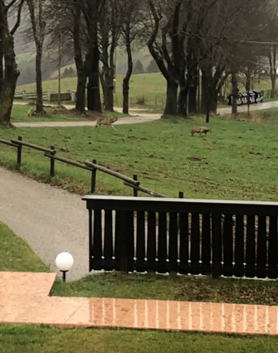 Lupi a passeggio tra le case, il video diventa virale