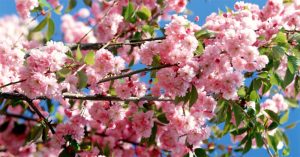 Ultimo fine settimana di freddo: da lunedì "torna" la primavera