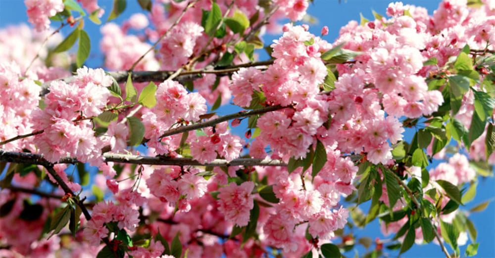 Ultimo fine settimana di freddo: da lunedì "torna" la primavera