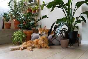 Piante pet-friendly: le più sicure per gli animali domestici