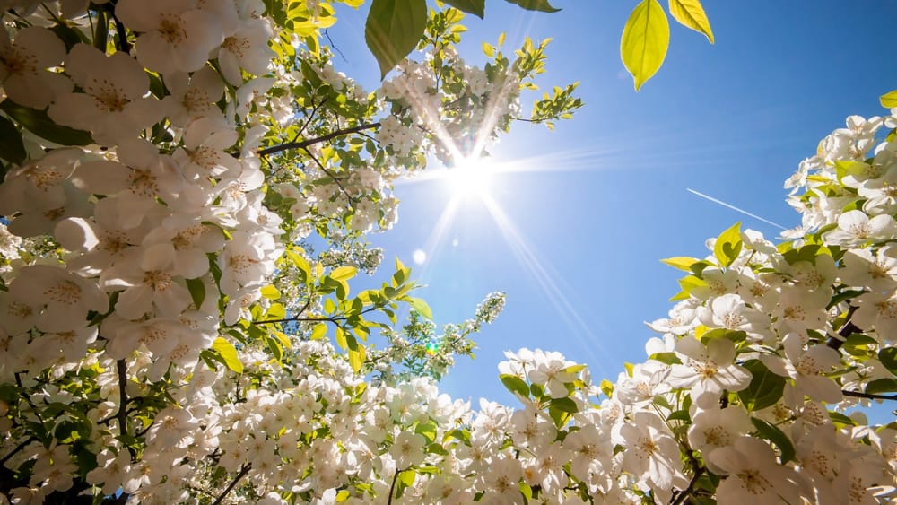 Scoppia la primavera nel weekend, punte di 25°: farà caldo anche in montagna