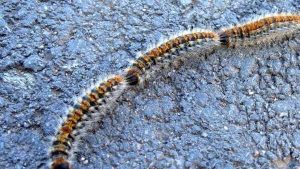 Processionaria, che pericolo per gli animali domestici