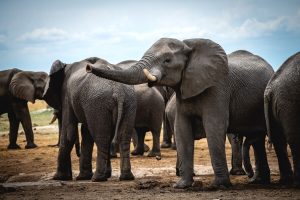 Vantara, il progetto indiano per prendersi cura delle specie animali a rischio estinzione