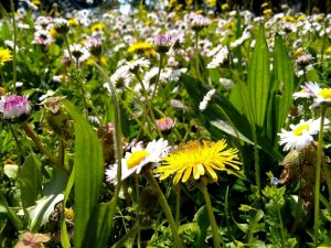 Camminata alla scoperta delle erbe selvatiche attraverso le colline di Castegnero, bucolico paese sui Colli Berici