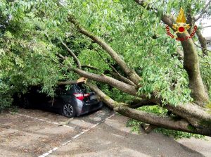 Albero di grandi dimensioni si spezza e plana sulle auto