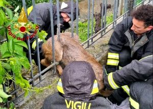 Capriolo incastrato nell’inferriata della sede dei Vigili del fuoco