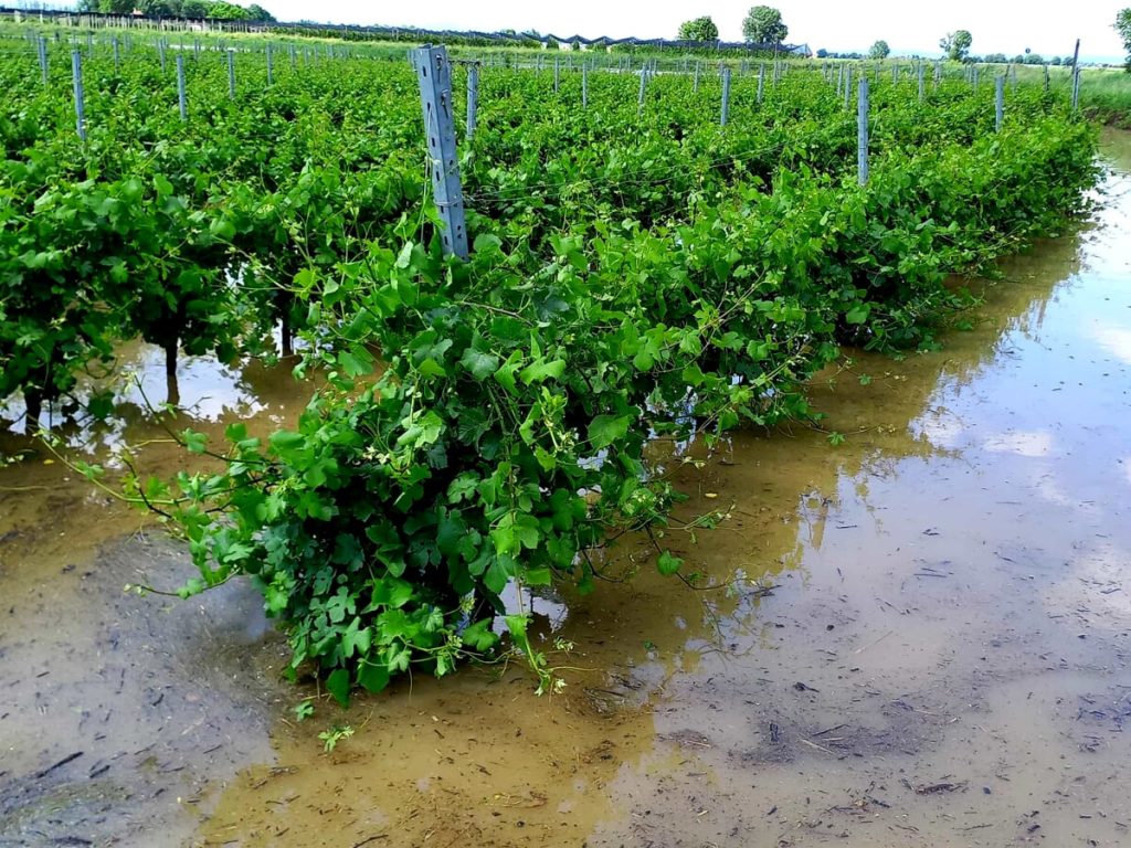 Maltempo, nel Basso Vicentino perso fino al 70 per cento di alcune produzioni agricole