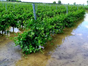 Maltempo, nel Basso Vicentino perso fino al 70 per cento di alcune produzioni agricole