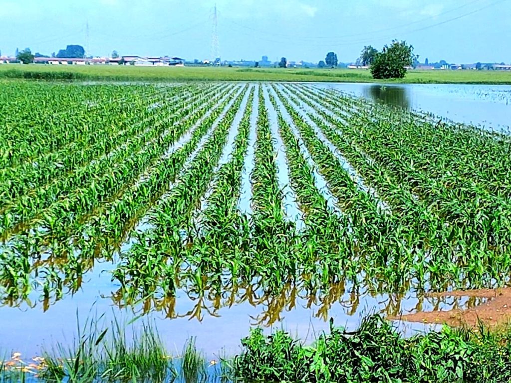 Maltempo in Veneto, l’acqua non defluisce, preoccupazione per le coltivazioni