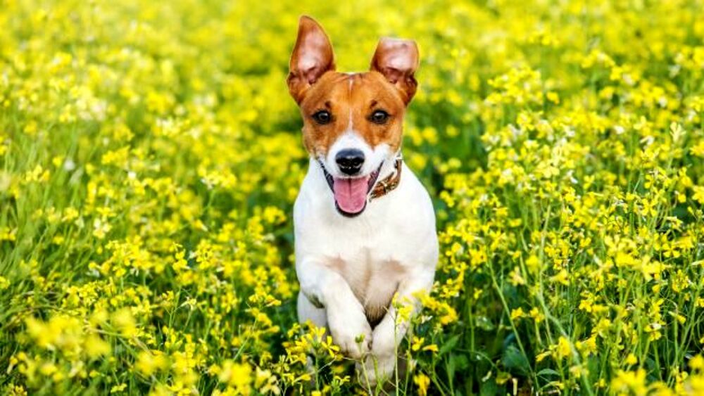 Allergie: attenzione ai pericoli per i nostri amici a 4 zampe in primavera