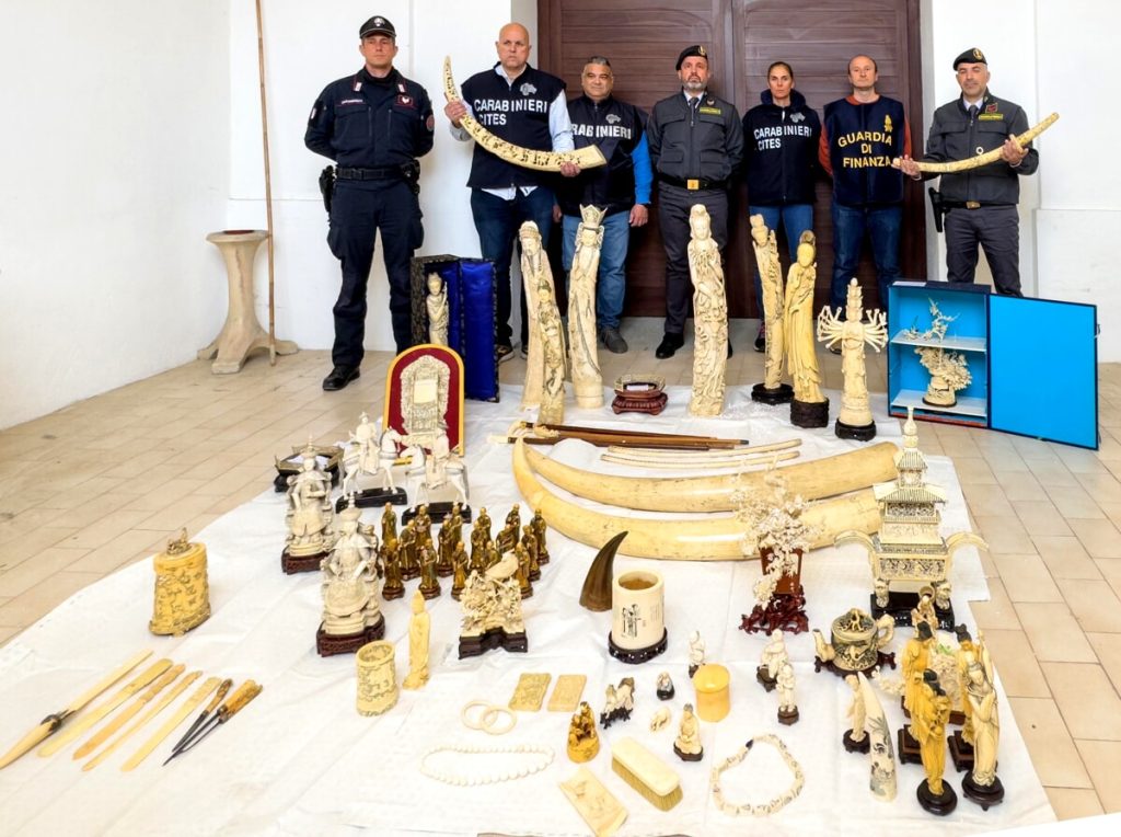 Zanne e manufatti di avorio come arredo: maxisequestro in abitazione