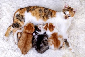 Perché una gatta abbandona i propri cuccioli e come comportarsi
