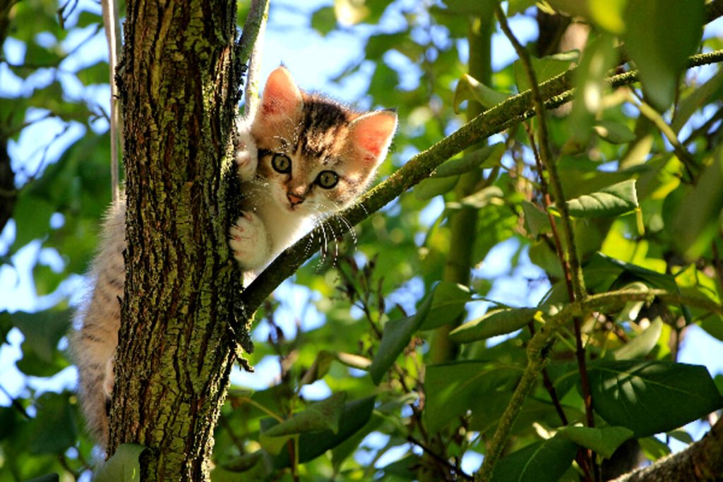 Cosa fare se il gatto non vuole tornare a casa?