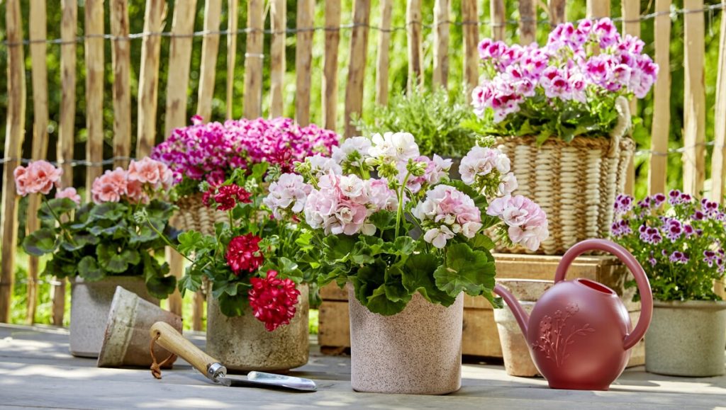 Geranio il fiore dell'estate: tante nuove idee per colorare il balcone
