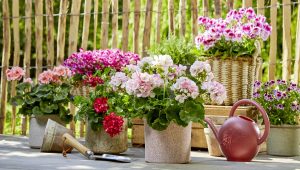 Geranio il fiore dell'estate: tante nuove idee per colorare il balcone