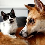 Un giorno di lutto se muore il cane o il gatto: la rivoluzionaria proposta in Cile