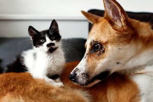 Un giorno di lutto se muore il cane o il gatto: la rivoluzionaria proposta in Cile