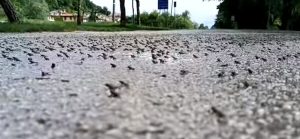 Strage di anfibi al lago di Fimon: “Evento ciclistico autorizzato in pieno periodo di migrazione”