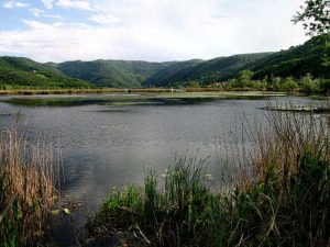 Strage di anfibi al lago di Fimon, la denuncia delle associazioni ambientaliste