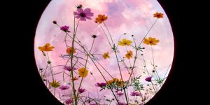 Spettacolo in cielo: arriva la Luna Piena dei Fiori