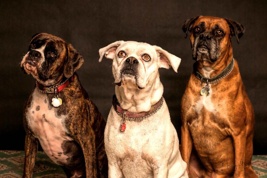 Maltrattamento genetico degli animali: cos’è e quali sono le conseguenze