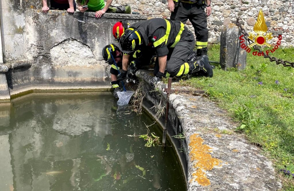 Riccio incagliato in una griglia di scolo, salvato dai pompieri