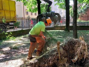 Pioppo di 18 metri si spezza e cade al suolo: strada riaperta in serata