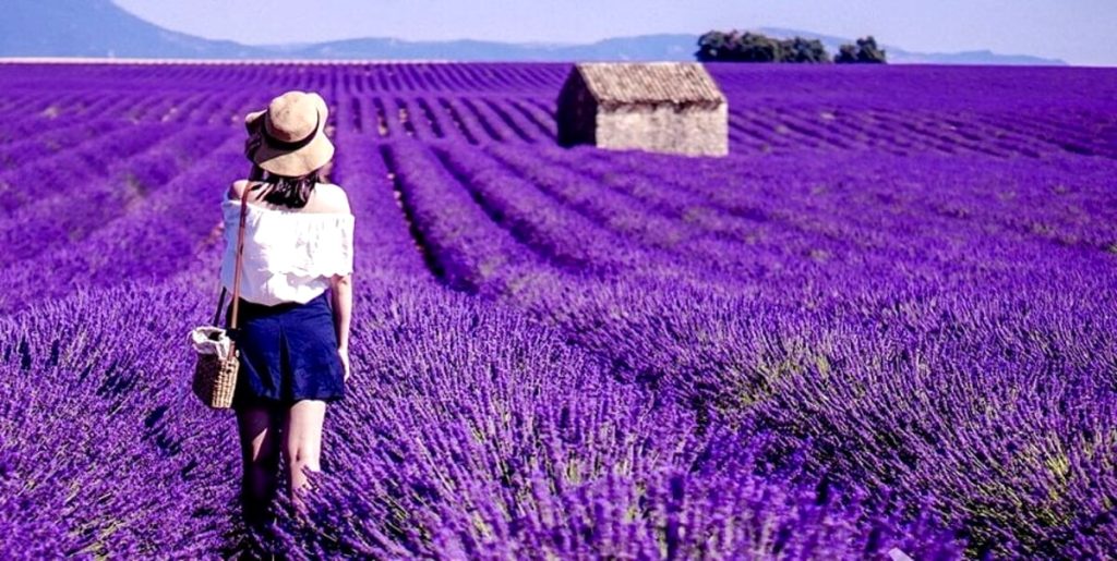 Alla scoperta di Lugo, tra i campi di Lavanda in fiore