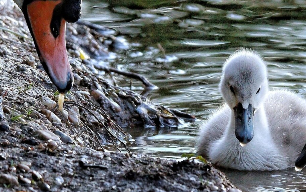 Sono nati nuovi cigni al Lago di Fimon