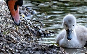 Sono nati nuovi cigni al Lago di Fimon